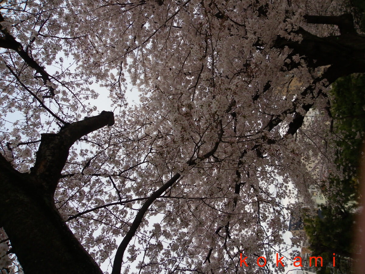 夜桜 スマホ 撮影